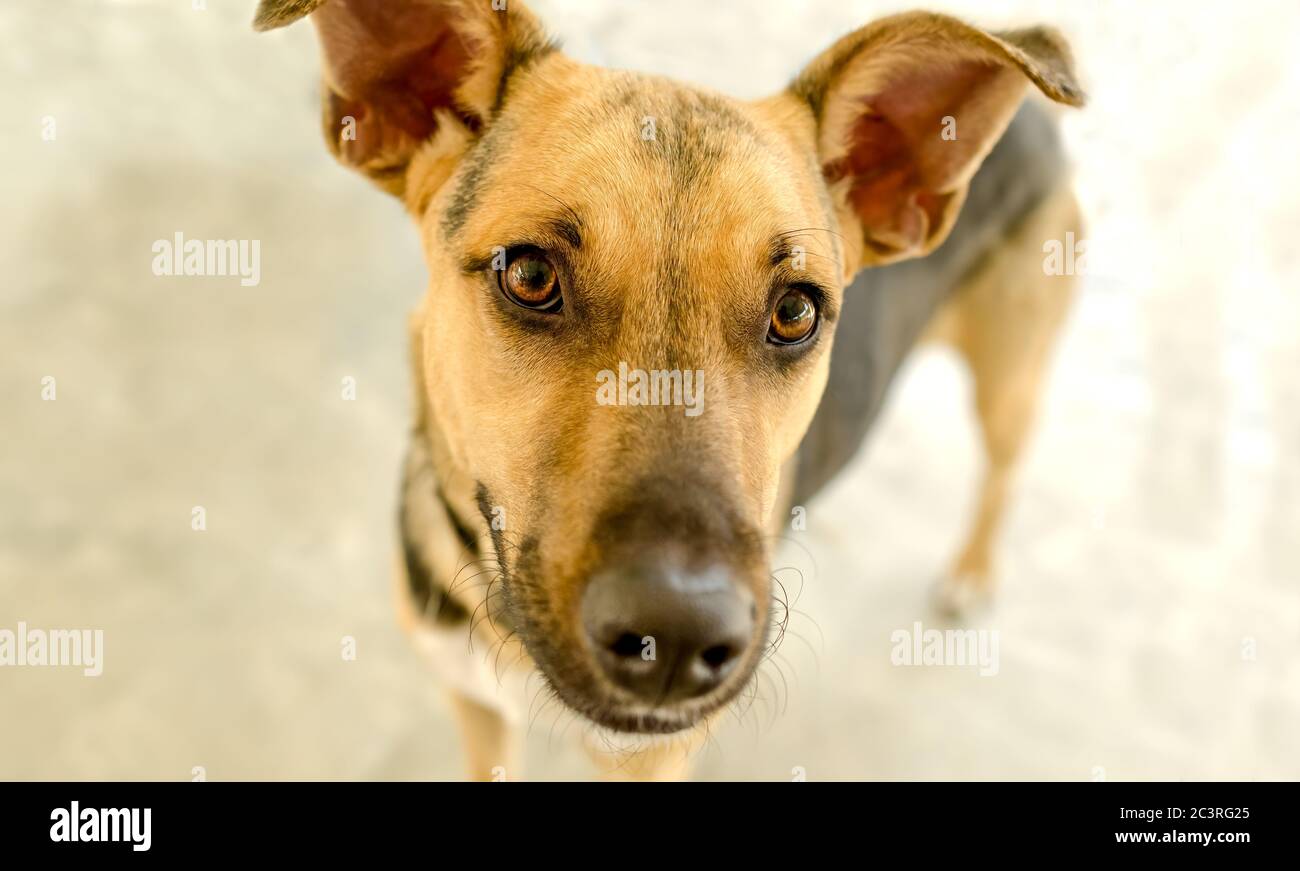 Ein deutscher Schäferhund schaut direkt in die Kamera Stockfoto