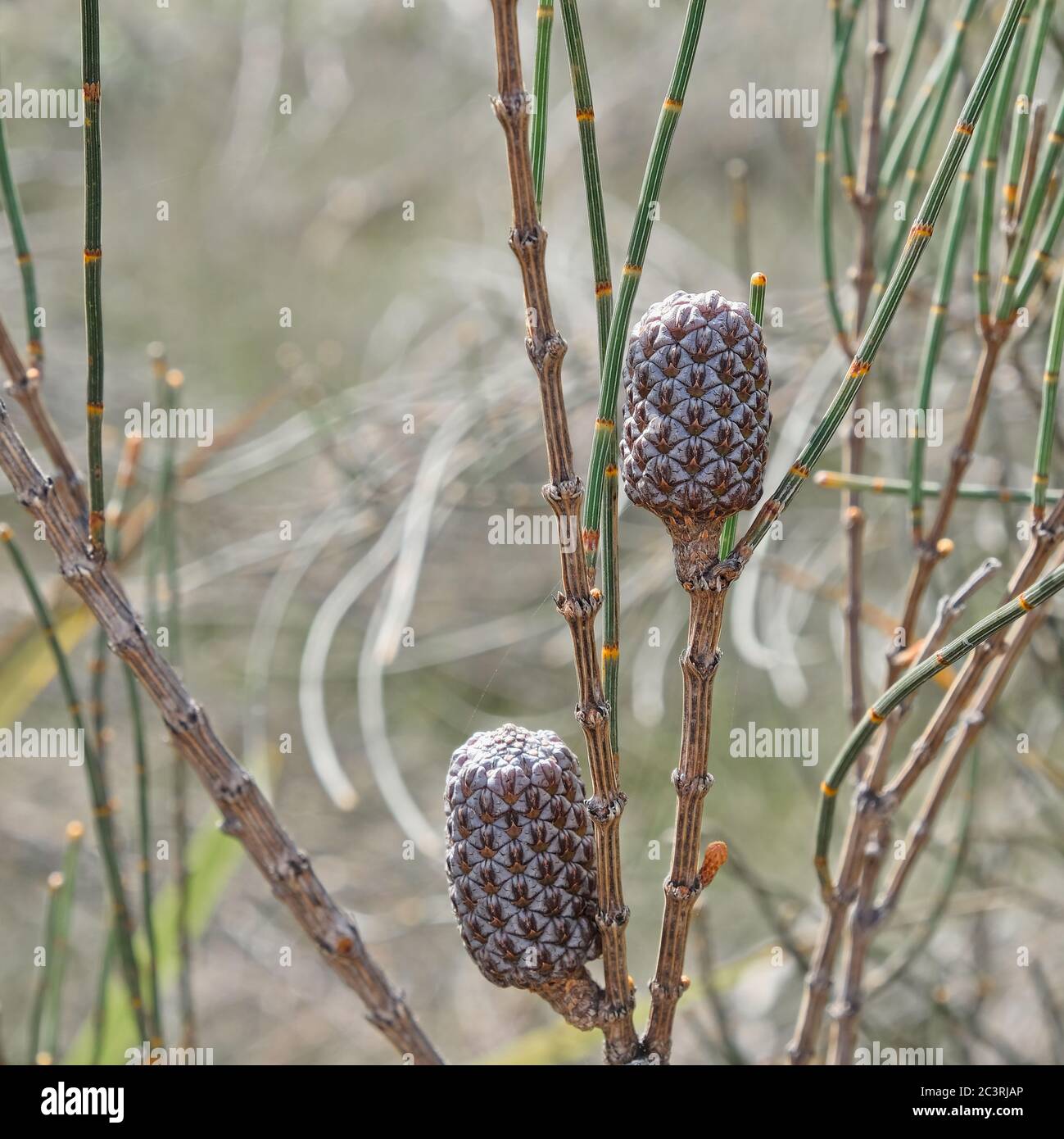 Casuarina Samenkapseln, eine einheimische australische Pflanze, auch bekannt als She-Oak. Stockfoto