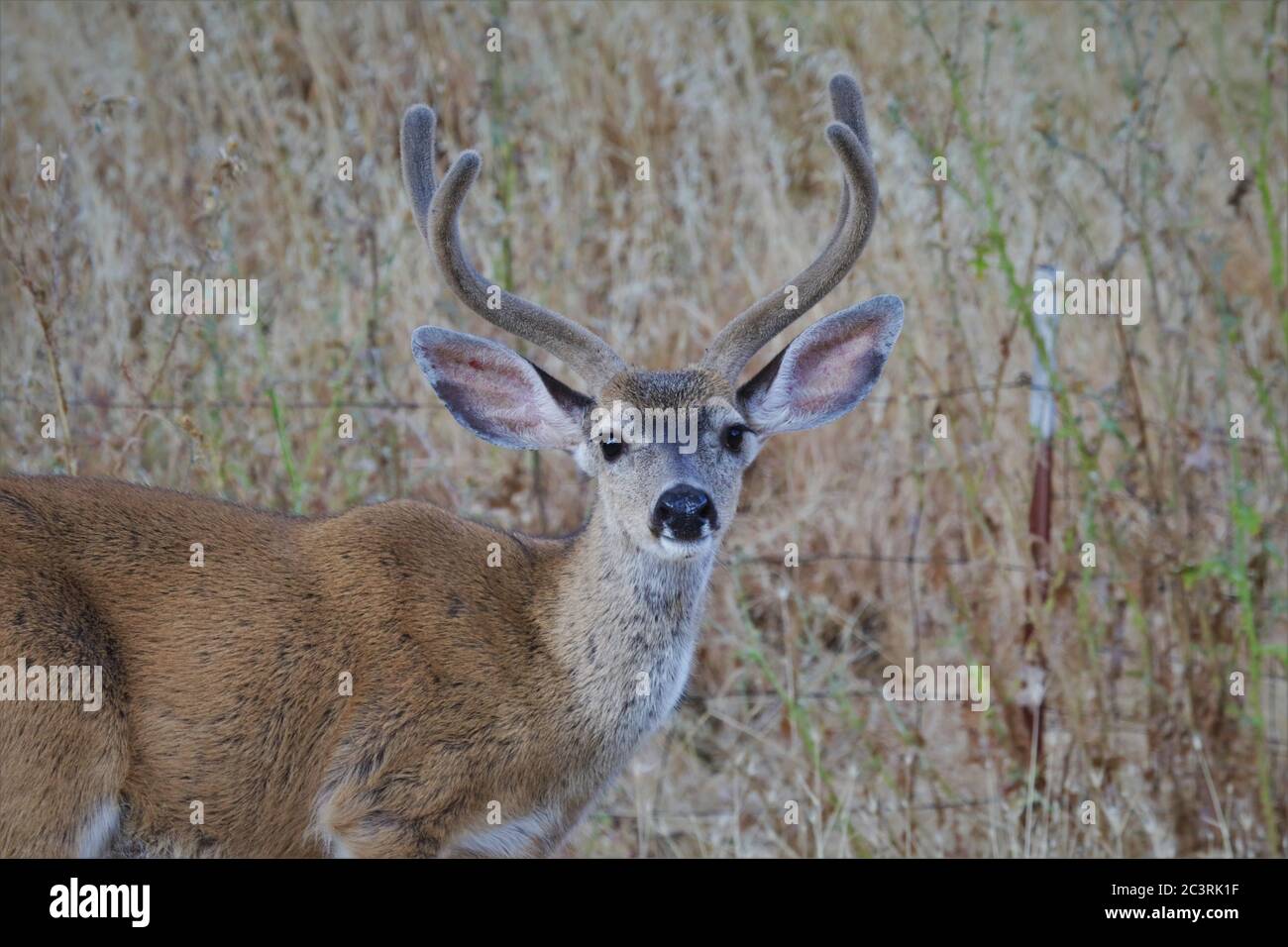 Kalifornien - was man als "blaues" Hirsch bezeichnet, ein Buck in Samt in Lake County Stockfoto