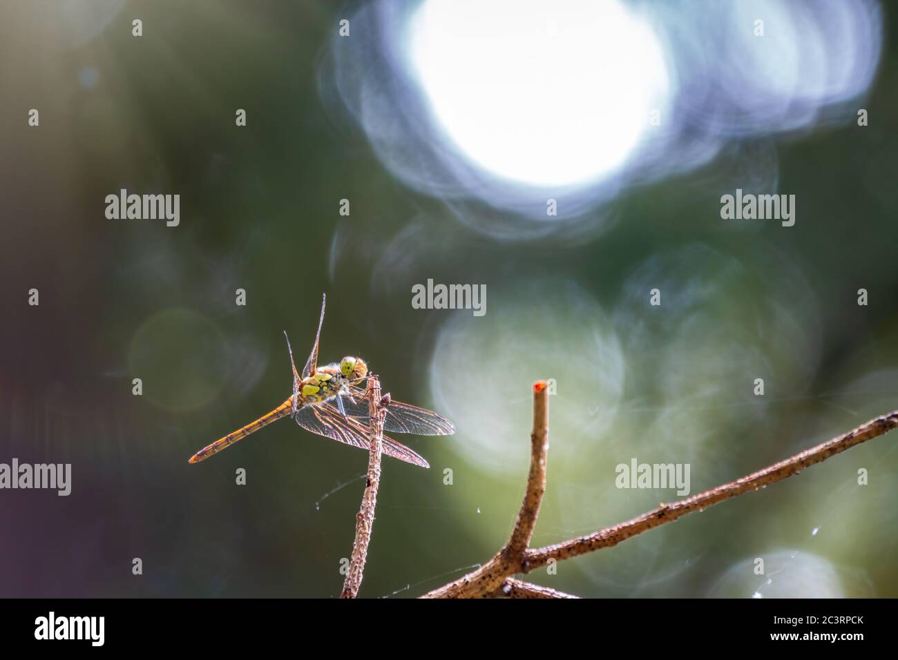 Eine große Libelle sitzt auf einem Ast auf einem verschwommenen grünen Hintergrund. Eine große Libelle hat ihre transparenten Flügel gefaltet und schaut vorsichtig herum, sittin Stockfoto