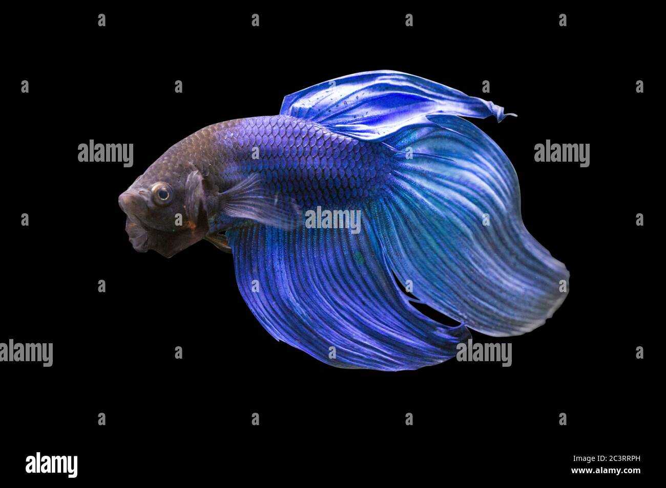 Betta Blue Veiltail VT Männlich oder Plakat Fighting Fish splendens auf schwarzem Hintergrund. Stockfoto