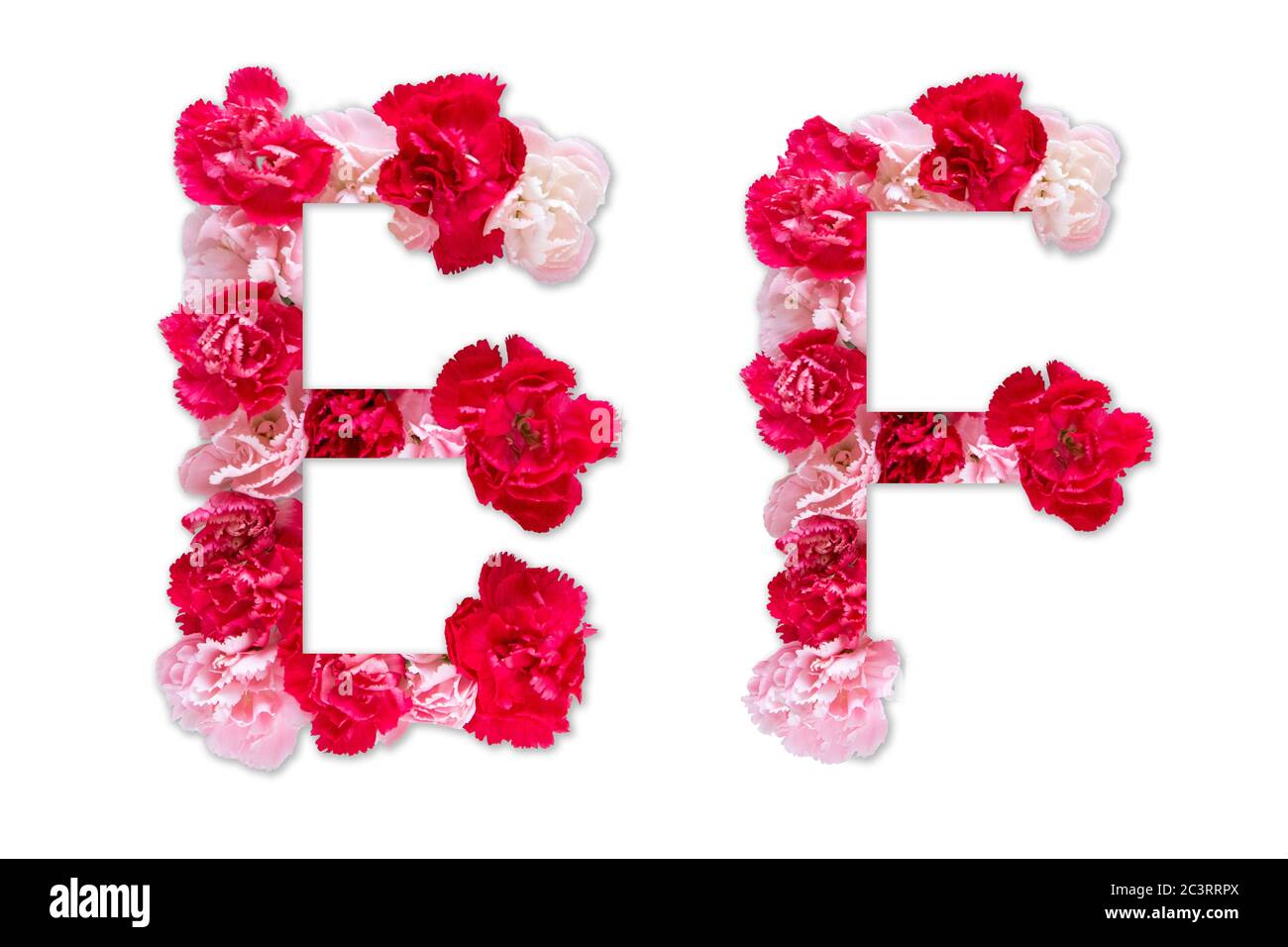 Blumenschrift Alphabet E F Set (Kollektion A-Z), aus echten Nelkenblumen rosa, rote Farbe mit Papier geschnitten Form von Großbuchstaben. Flora Schrift Stockfoto