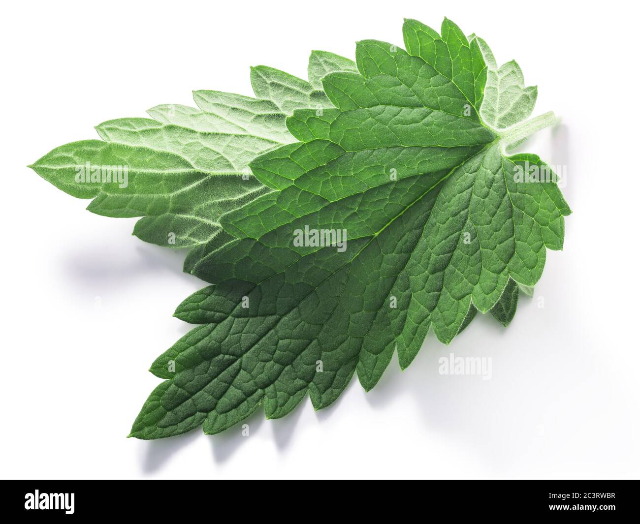 Katzenablätter (Nepeta cataria) isoliert w Schnittpfade, Draufsicht Stockfoto