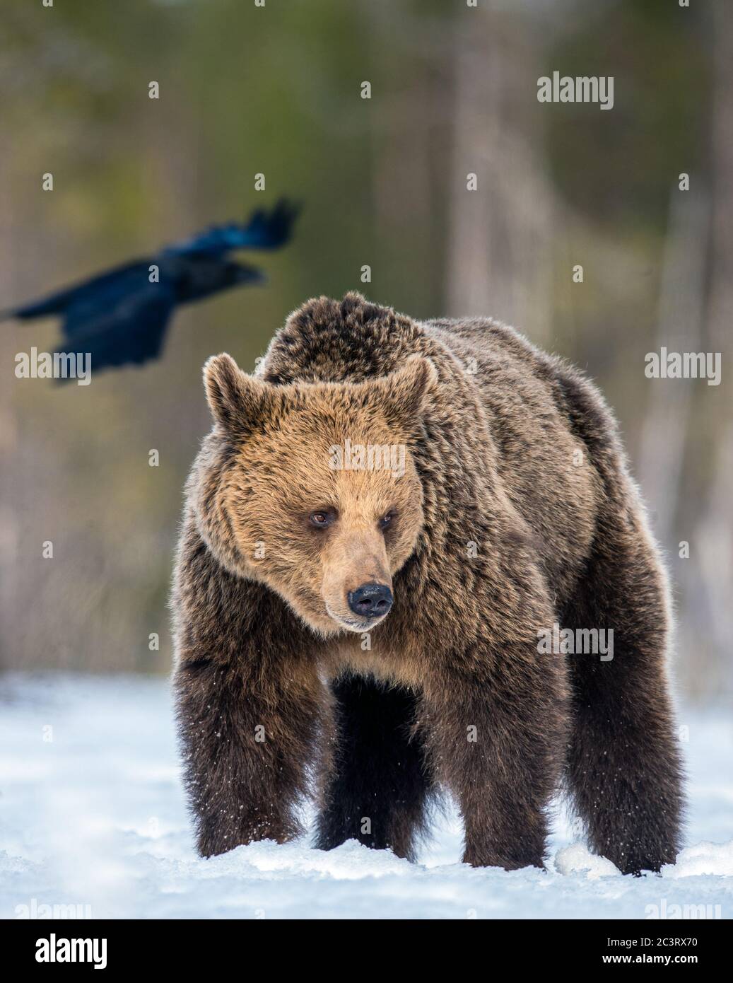 Wild Adult Brown Bear auf dem Schnee im Winterwald. Nahaufnahme. Wissenschaftlicher Name: Ursus Arctos. Wilde Natur. Natürliche Lebensräume. Stockfoto