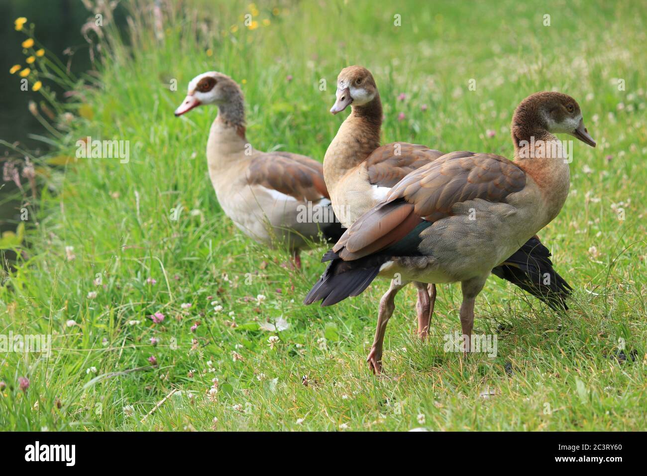 Ägyptische Gänse in den Niederlanden Stockfoto