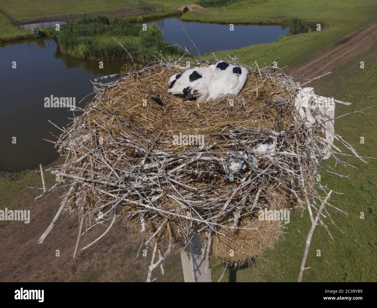 Luftaufnahme von Storchenküken in einem Nest auf einer Säule. Weißstorch (Ciconia ciconia). Frumushika Nova, Region Odessa, Ukraine, Osteuropa Stockfoto