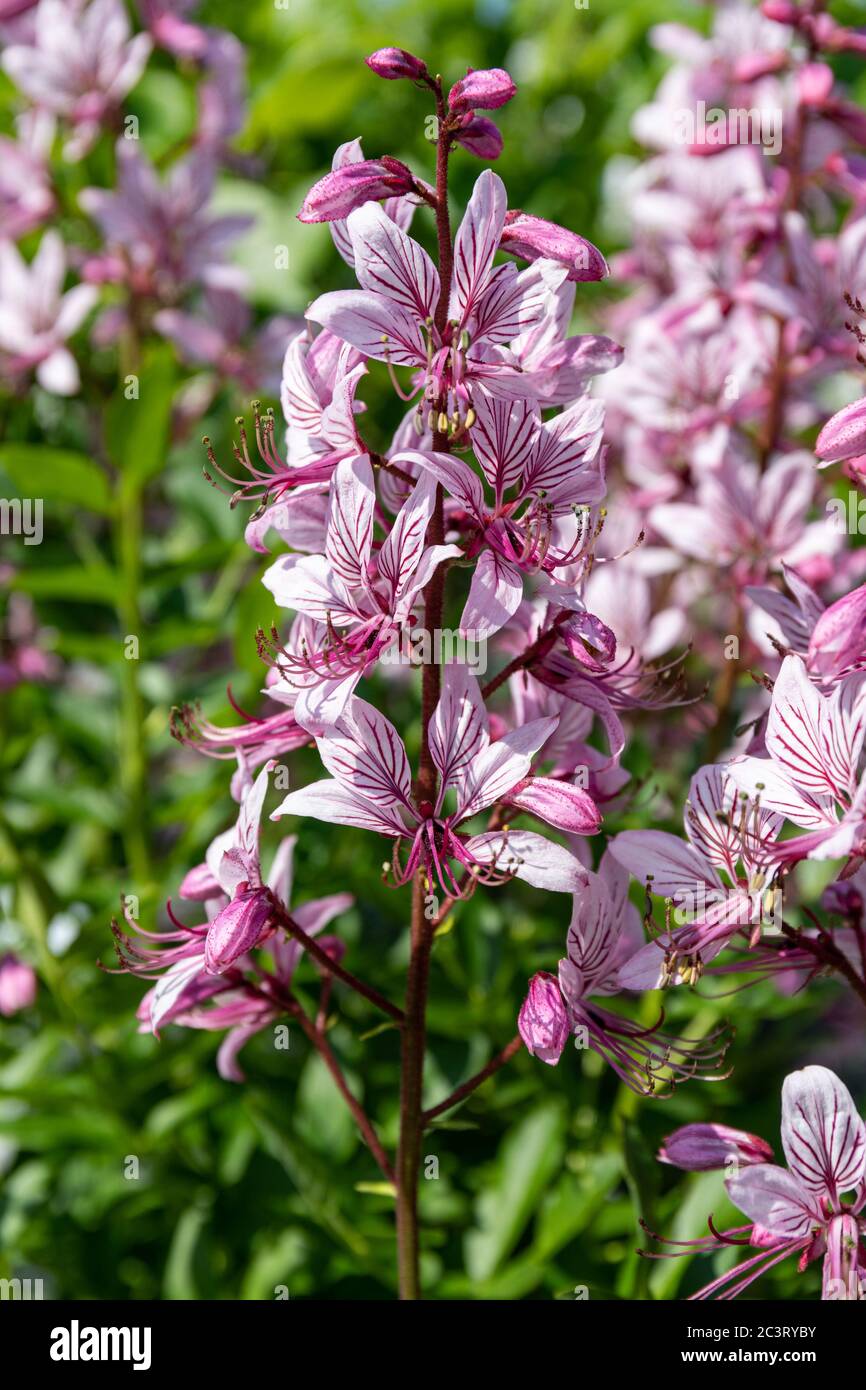 Blass lila Blüten von Dictamnus albus (auch bekannt als brennender Busch, Dittany, Gasanlage und Fraxinella) Stockfoto