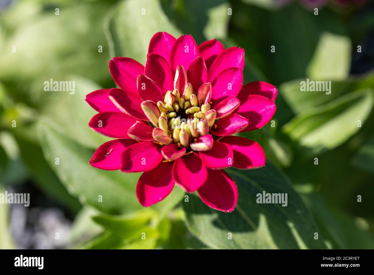 Helle farbige Blume von Zinnia marylandica Stockfoto