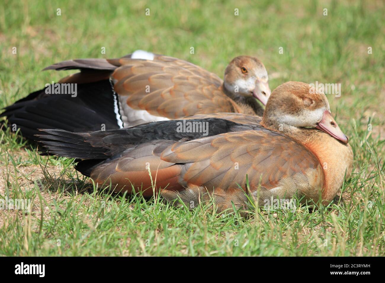 Ägyptische Gänse in den Niederlanden Stockfoto