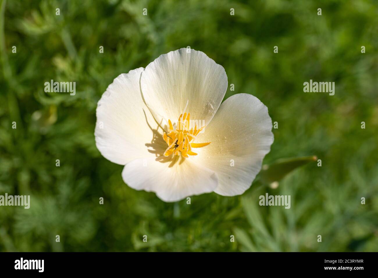 Blassgelbe Blume von Eschscholzia californica, der kalifornische Mohn, goldener Mohn, kalifornisches Sonnenlicht oder Tasse Gold Stockfoto