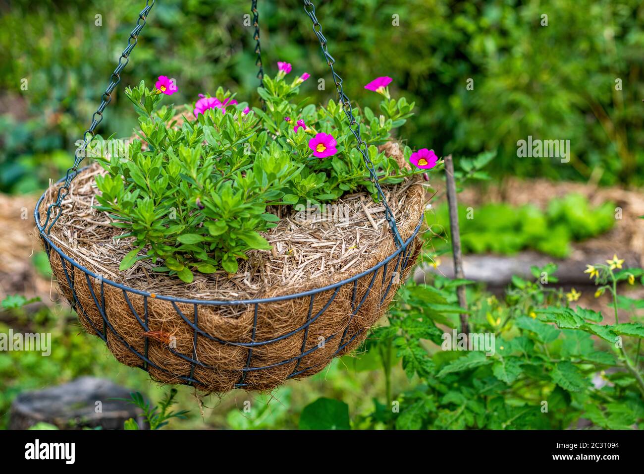 Kleine, tiefrosa Millionen Glocken Blumen wachsen in hängenden Korb im Garten. Die Calibrachoa Glocke wie Blumen sind wie kleine Petunien. Surroun Stockfoto