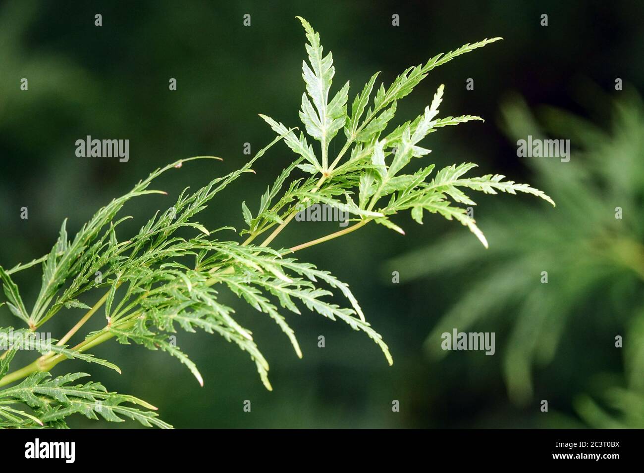 Cutleaf japanischer Ahorn Acer palmatum 'Seiryu' Stockfoto