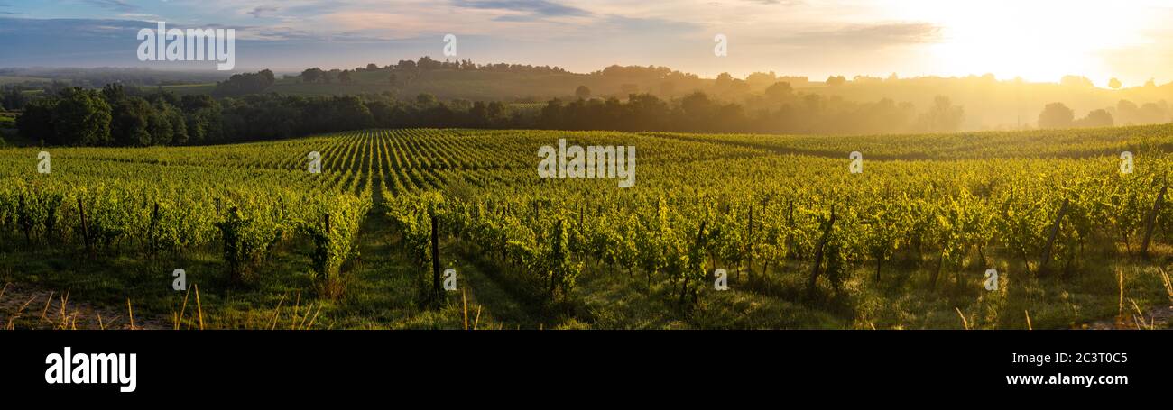 Sonnenuntergangslandschaft, Bordeaux-Weingarten, Langoiran, frankreich Stockfoto