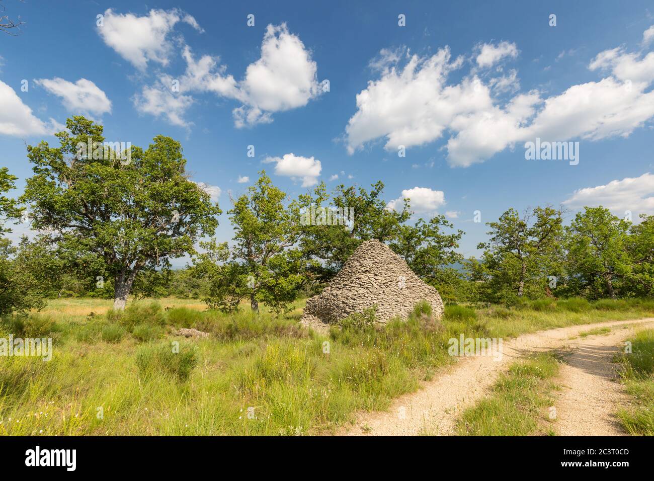 Alter Olivenhain im Herbst in Apulien (Apulien) Italien Stockfoto