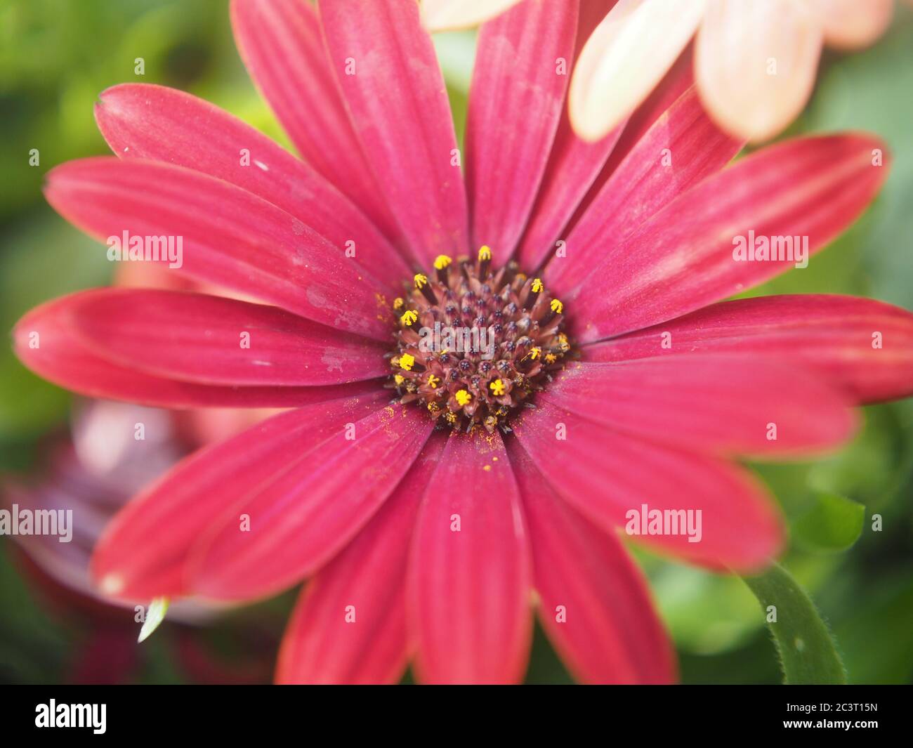 Einzelne magentafarbene Osteospermum Blume vollständig geöffnet Stockfoto