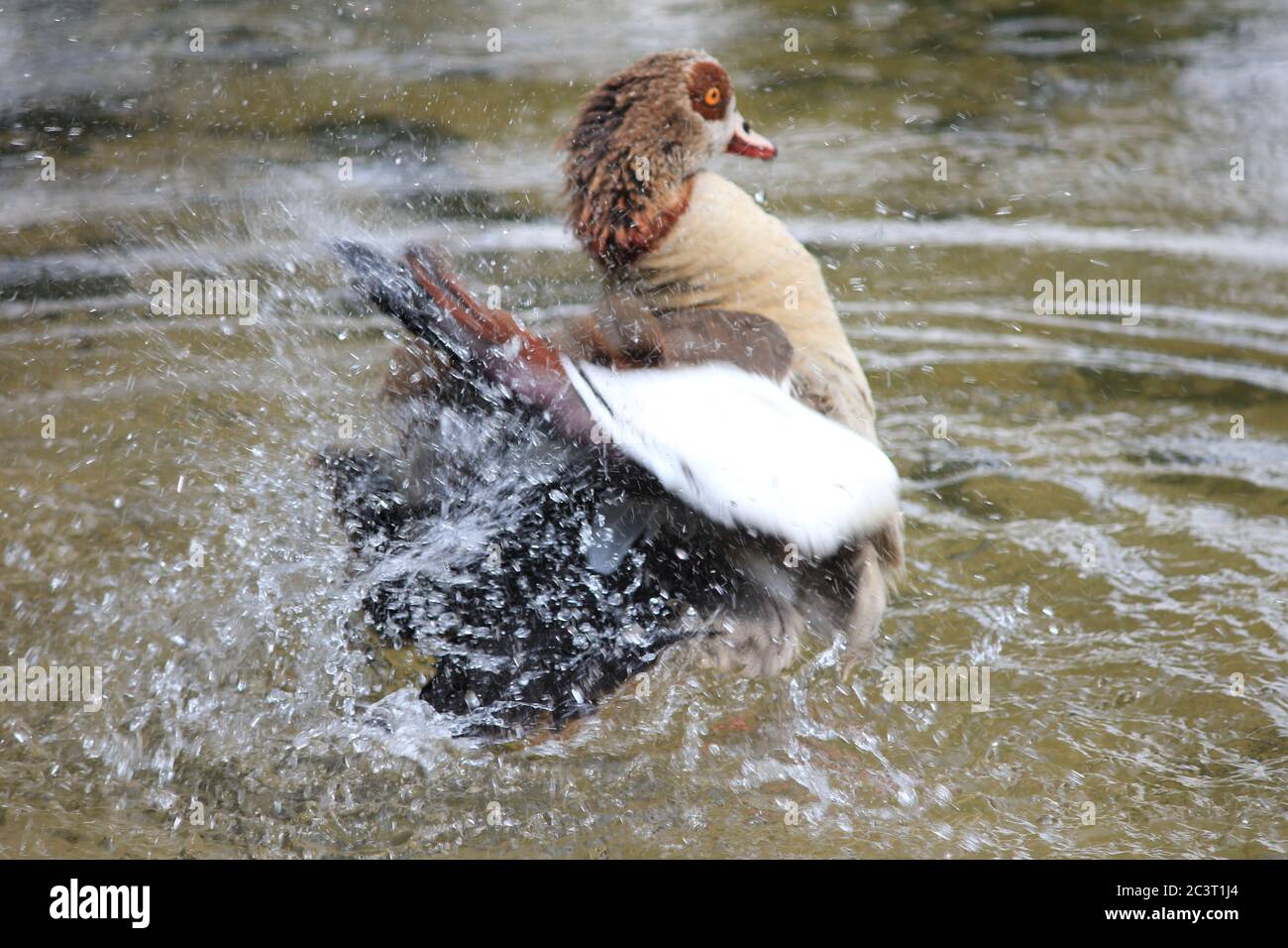 Ägyptische Gänse in den Niederlanden Stockfoto