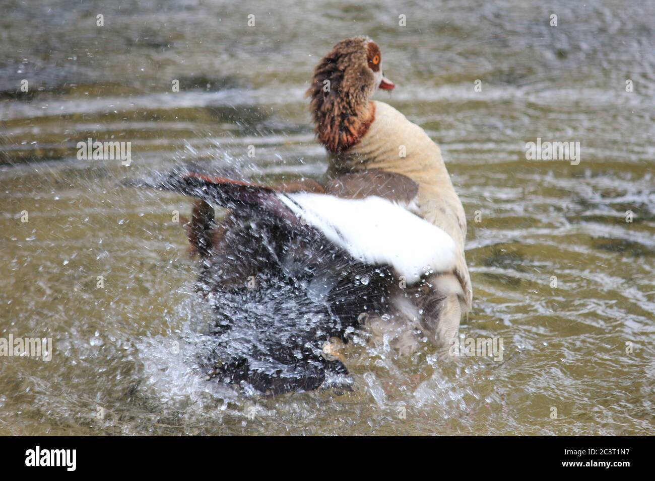 Ägyptische Gänse in den Niederlanden Stockfoto