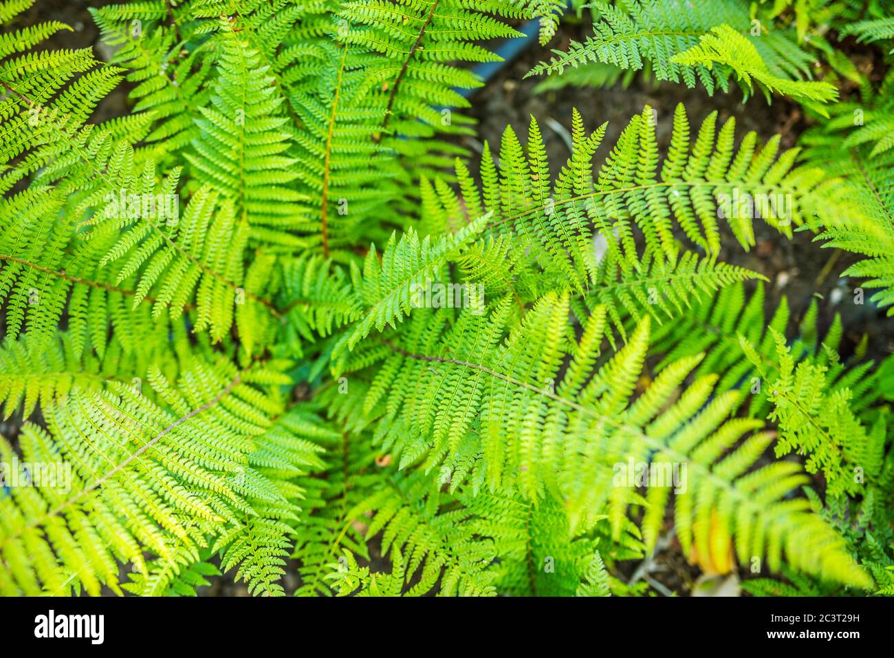 Struktur des grünen Farnblattes. Hintergrund mit Blattstruktur. Sehr detailreicher und natürlicher, üppiger, grüner Farnhintergrund Stockfoto