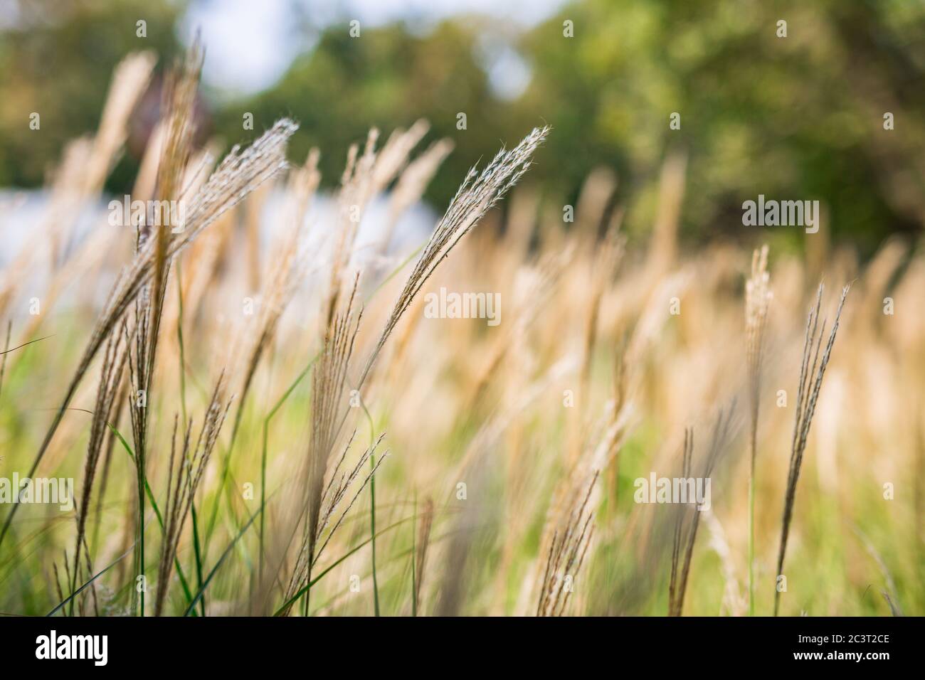 Graswiese mit verschwommenem Naturpark Garten Hintergrund. Weiches Licht, friedlicher Blick auf die Natur Stockfoto