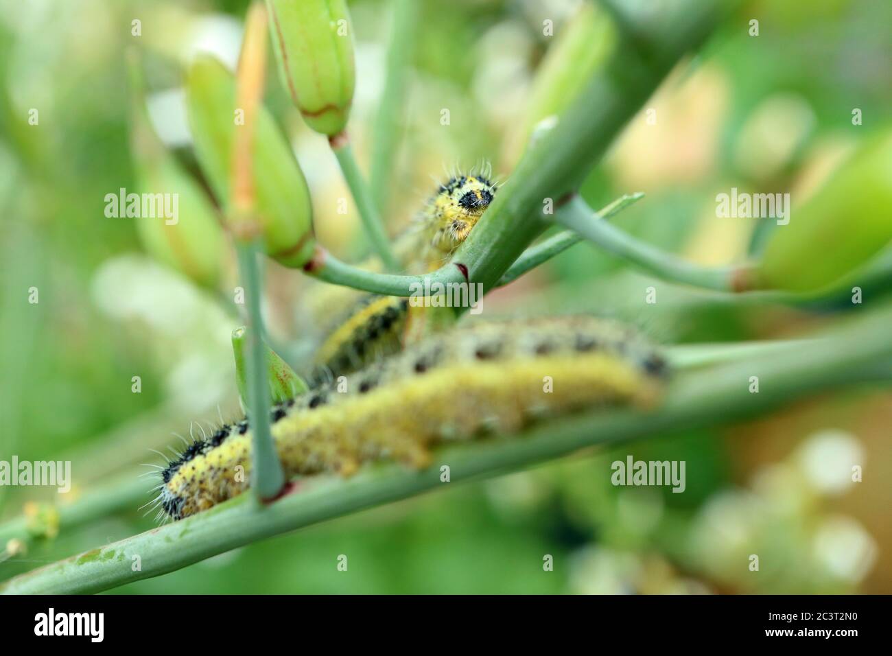Großer weißer Schmetterling pieris brassicae Raupenbefall, der sich durch die Gemüsepflanze im Garten in großbritannien frisst Stockfoto