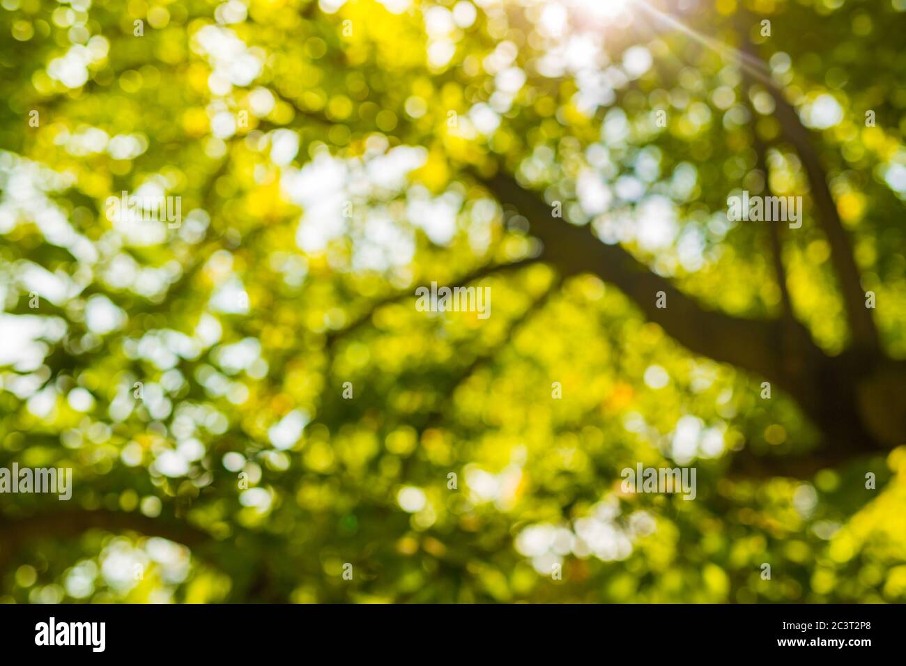 Verschwommenes Foto, abstrakter Natur Hintergrund. Grüne Bäume zeigen die Morgensonne. Stockfoto