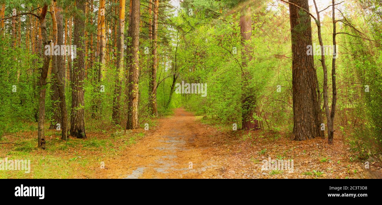 Panorama des Frühlingswaldes, mit der Straße in die Ferne. Sonnenstrahlen im Wald durch die Bäume Stockfoto