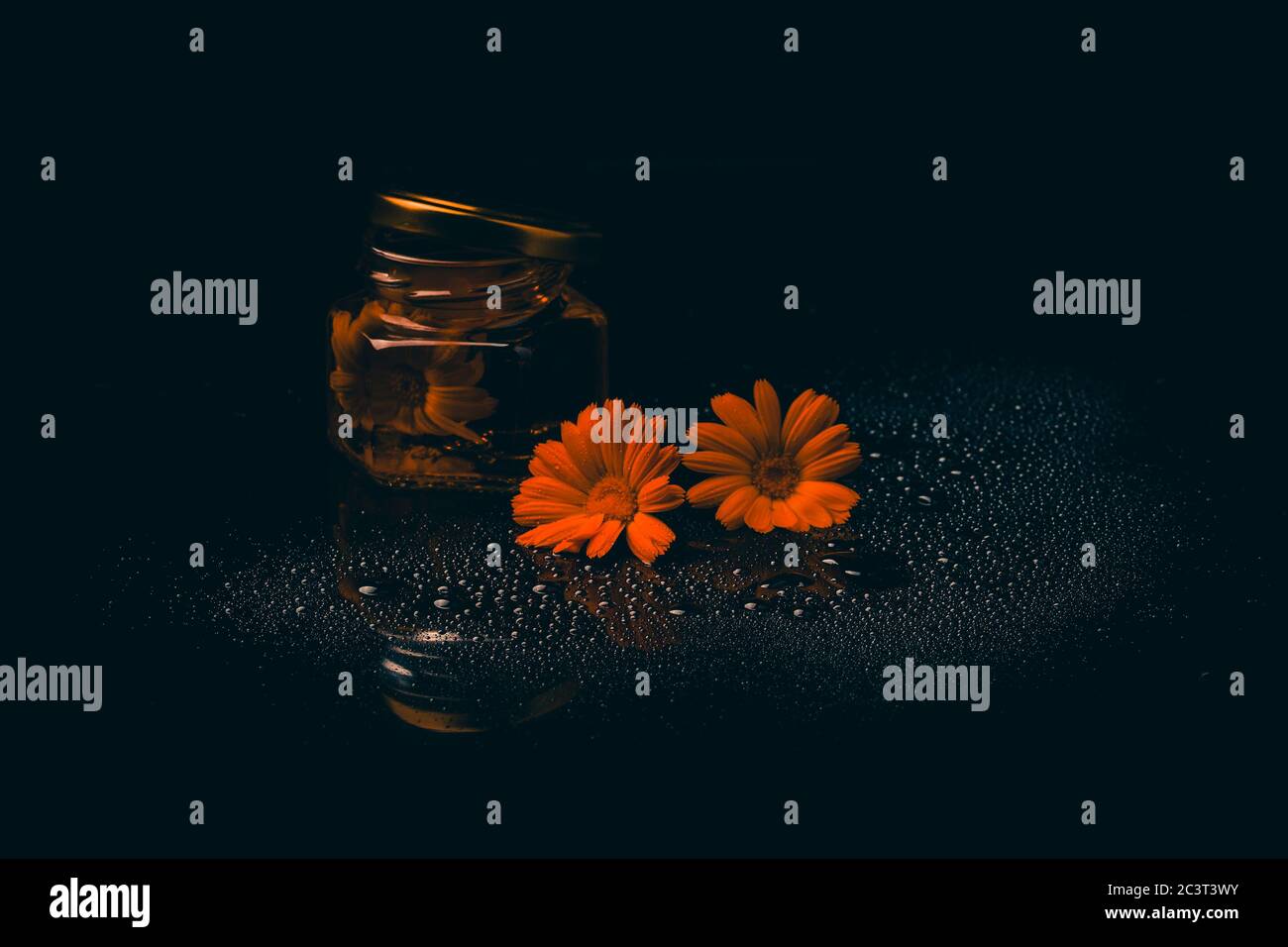 Ringelblume mit Blatt auf schwarzem Hintergrund.Calendula officinalis. Konzept der Kräutermedizin Stockfoto