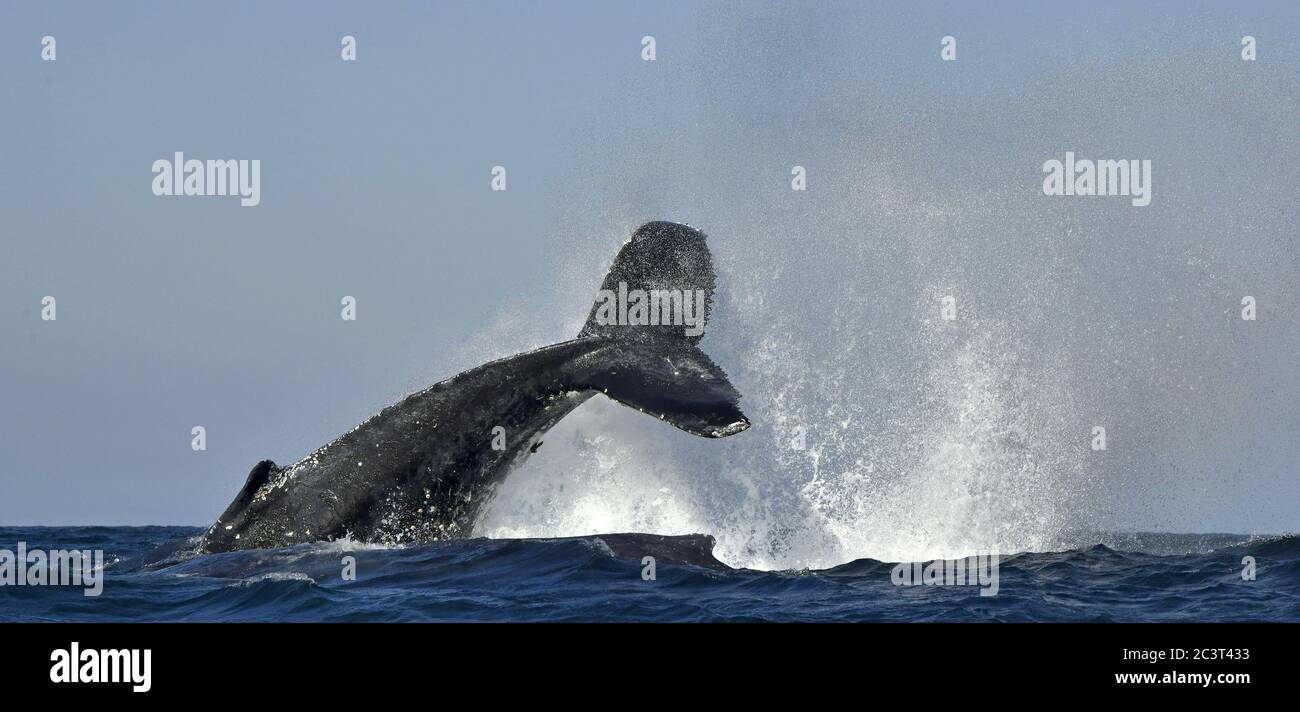 Ein Buckelwal hebt seinen mächtigen Schwanz über das Wasser des Ozeans. Der Wal sprüht Wasser. Wissenschaftlicher Name: Megaptera novaeangliae. Af Süd Stockfoto