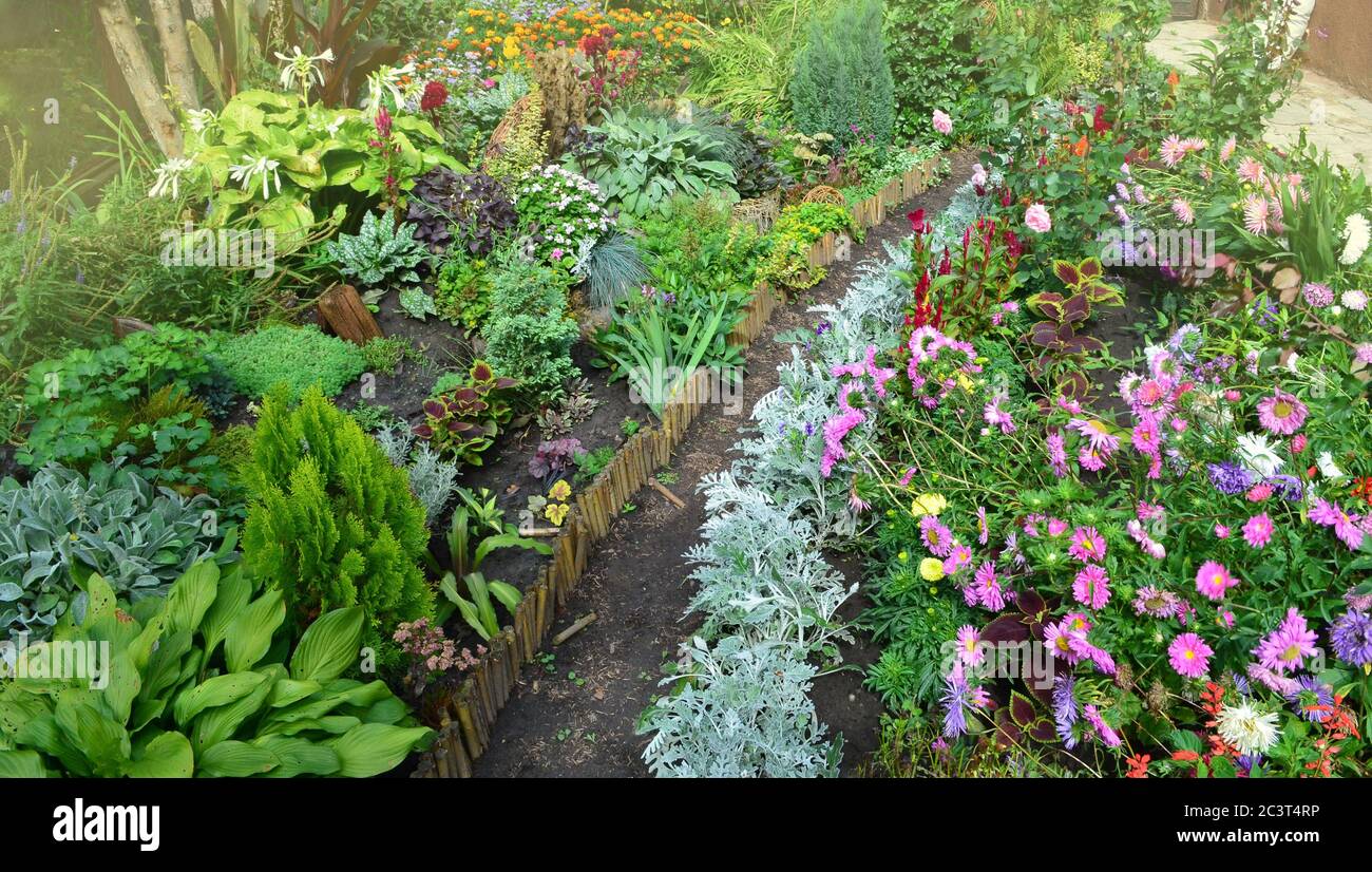 Gehweg im Herbstgarten. Bunte Herbstpflanzen in einem schönen Garten. Herbst schöne Blumen Stockfoto