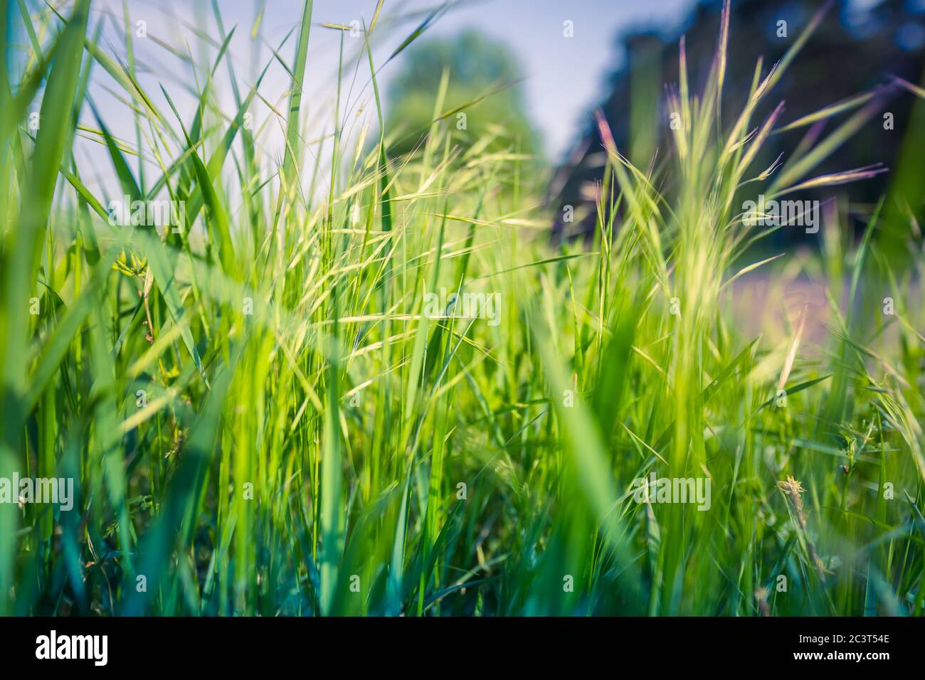 Frisches Gras und verschwommener Landschaftshintergrund. Feld und Wald Nahaufnahme mit grünen Wiese Stockfoto