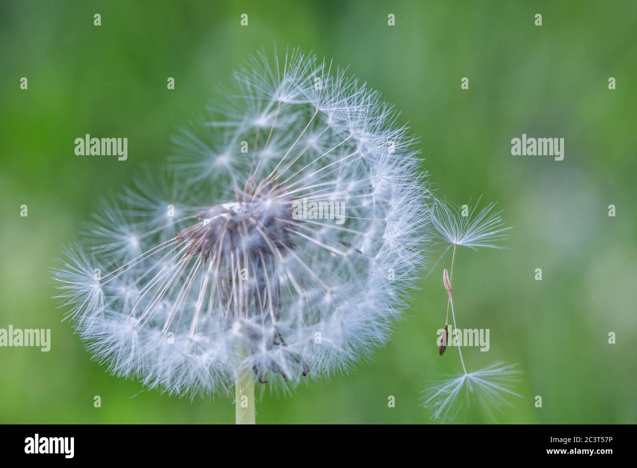 Nahaufnahme von Löwenzahn mit verschwommenem Hintergrund, künstlerische Natur Nahaufnahme. Frühling Sommer Wiese Feld Banner Hintergrund. Frühling Natur Nahaufnahme, helle Kunst Stockfoto