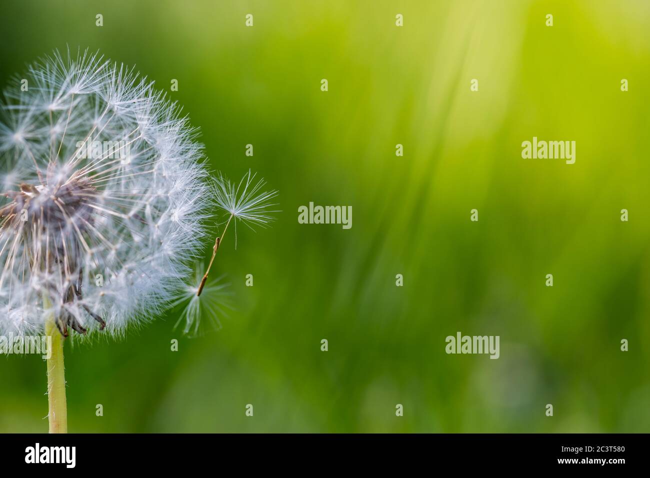Nahaufnahme von Löwenzahn mit verschwommenem Hintergrund, künstlerische Natur Nahaufnahme. Frühling Sommer Wiese Feld Banner Hintergrund. Frühling Natur Nahaufnahme, helle Kunst Stockfoto