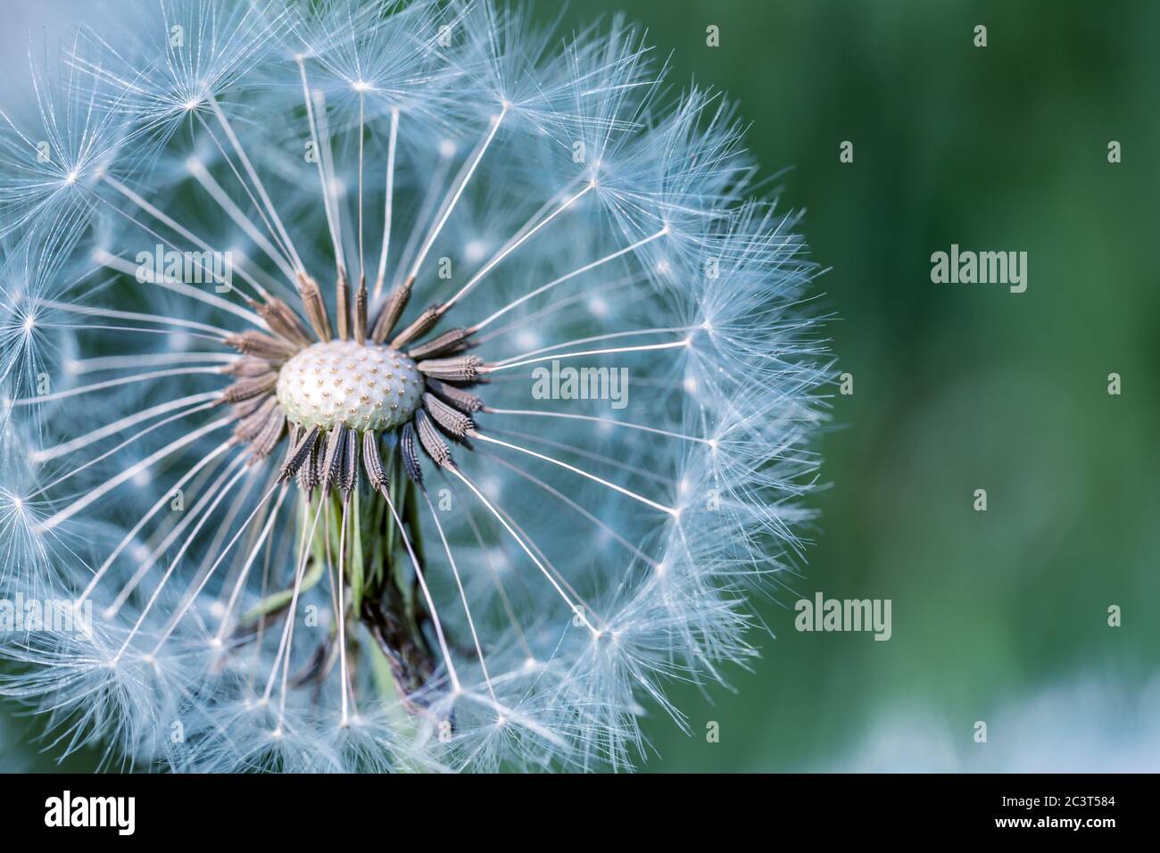 Nahaufnahme von Löwenzahn mit verschwommenem Hintergrund, künstlerische Natur Nahaufnahme. Frühling Sommer Wiese Feld Banner Hintergrund. Frühling Natur Nahaufnahme, helle Kunst Stockfoto