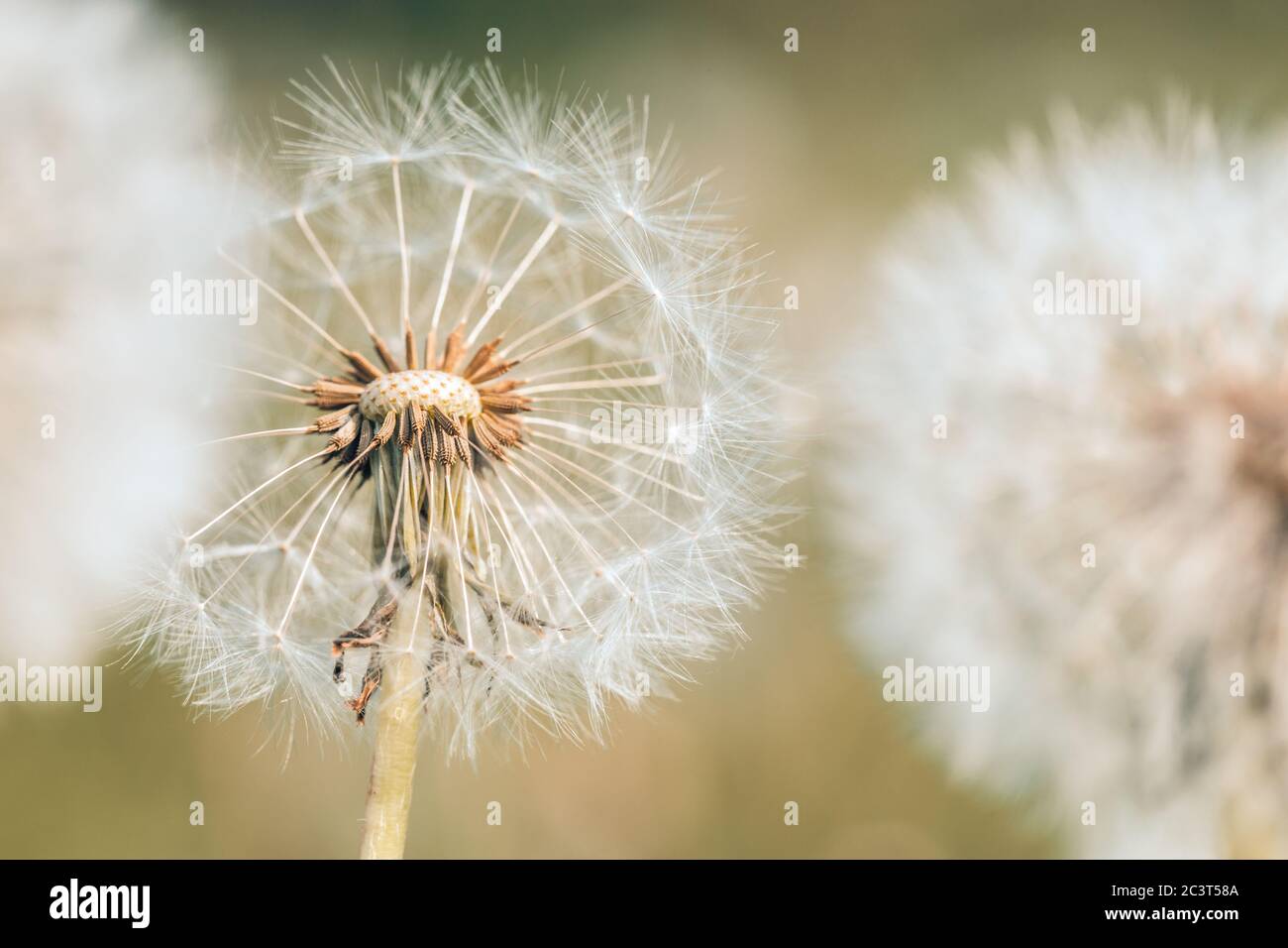 Nahaufnahme von Löwenzahn mit verschwommenem Hintergrund, künstlerische Natur Nahaufnahme. Frühling Sommer Wiese Feld Banner Hintergrund. Frühling Natur Nahaufnahme, helle Kunst Stockfoto