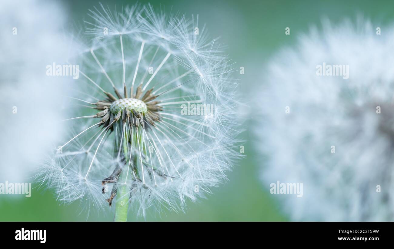 Nahaufnahme von Löwenzahn mit verschwommenem Hintergrund, künstlerische Natur Nahaufnahme. Frühling Sommer Wiese Feld Banner Hintergrund. Frühling Natur Nahaufnahme, helle Kunst Stockfoto