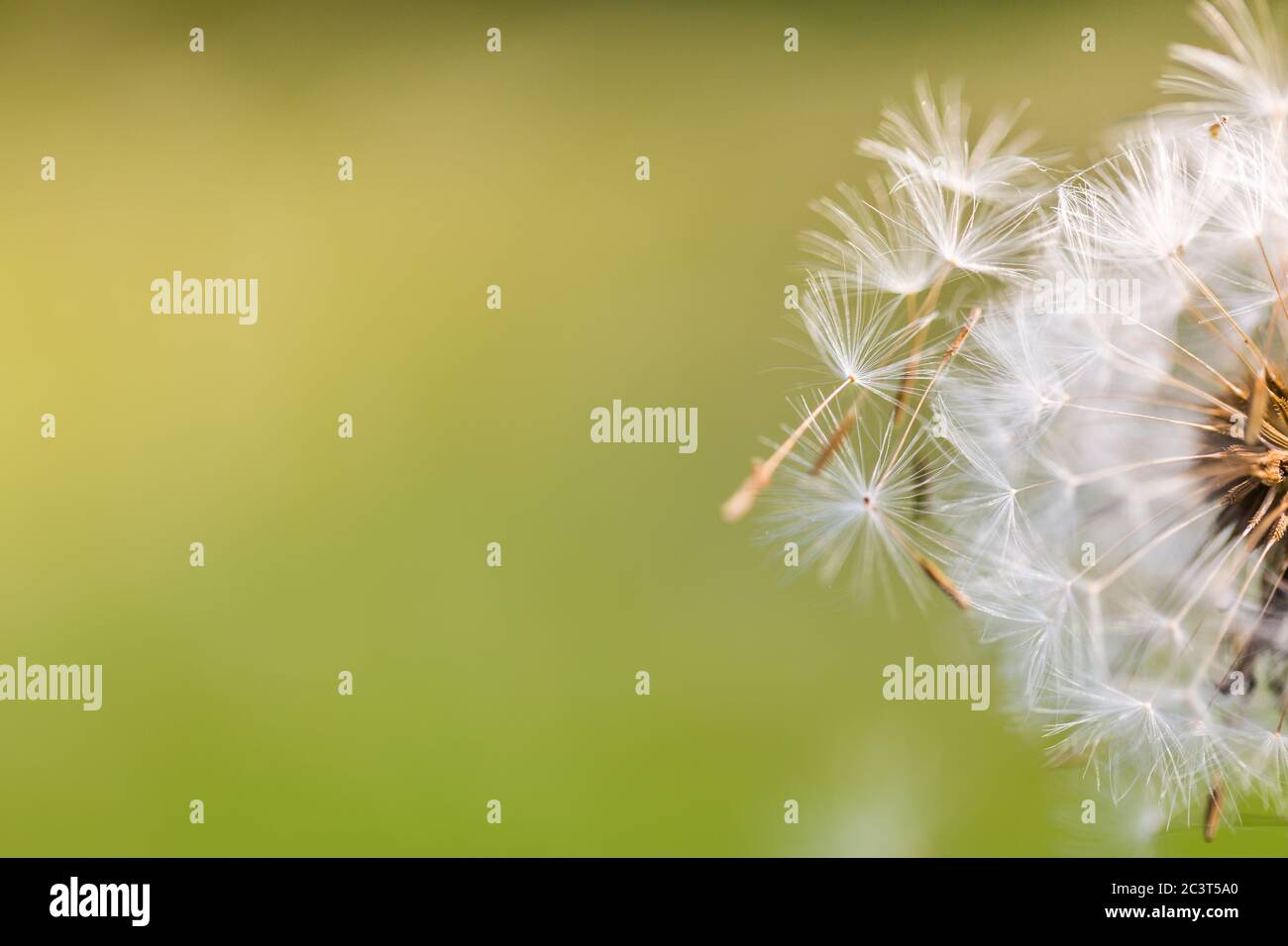 Nahaufnahme von Löwenzahn mit verschwommenem Hintergrund, künstlerische Natur Nahaufnahme. Frühling Sommer Wiese Feld Banner Hintergrund. Frühling Natur Nahaufnahme, helle Kunst Stockfoto