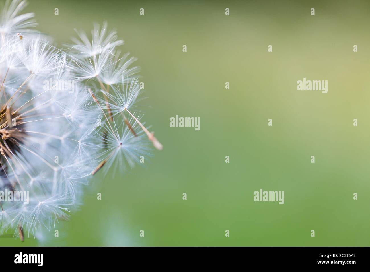 Nahaufnahme von Löwenzahn mit verschwommenem Hintergrund, künstlerische Natur Nahaufnahme. Frühling Sommer Wiese Feld Banner Hintergrund. Frühling Natur Nahaufnahme, helle Kunst Stockfoto