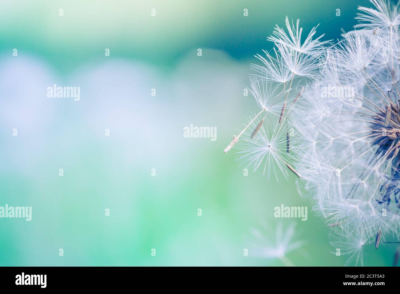 Nahaufnahme von Löwenzahn mit verschwommenem Hintergrund, künstlerische Natur Nahaufnahme. Frühling Sommer Wiese Feld Banner Hintergrund. Frühling Natur Nahaufnahme, helle Kunst Stockfoto