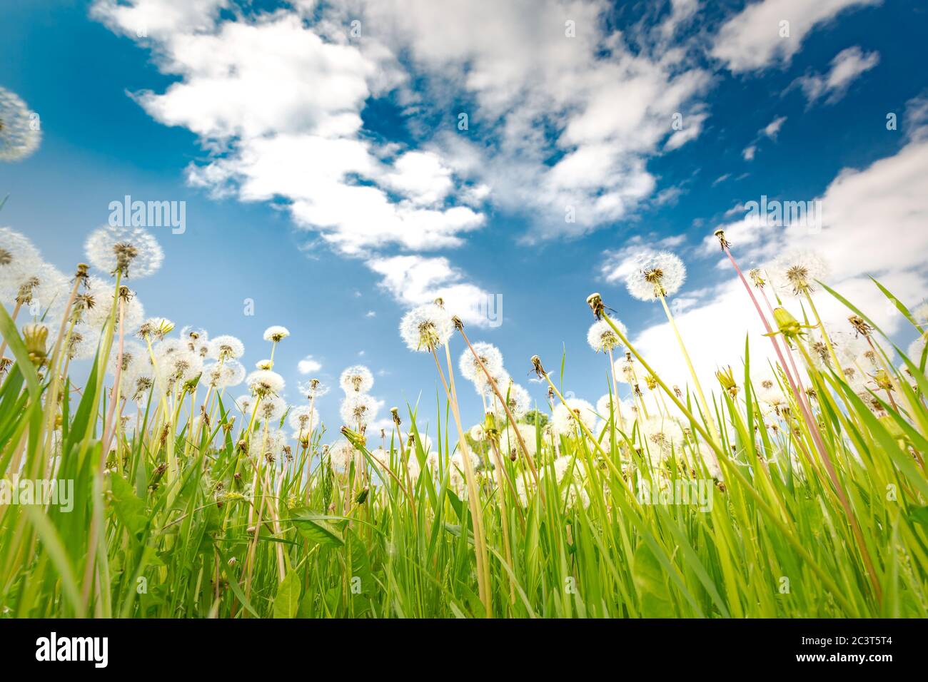 Grüne Sommerwiese mit Löwenzahn bei Sonnenuntergang. Natur Hintergrund. Frühling Sommer Wiesenlandschaft, Natur aus der Nähe Stockfoto