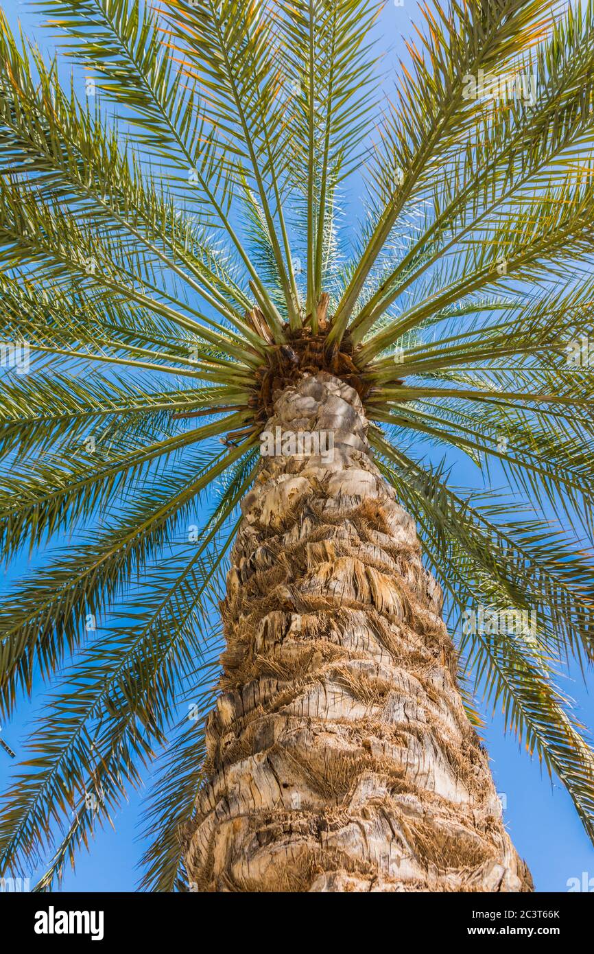 Palmenansicht auf blauem Himmel Hintergrund in Dubai, Vereinigte Arabische Emirate Stockfoto