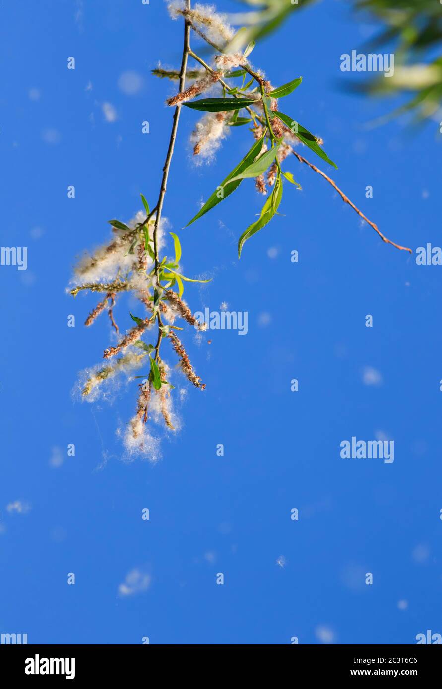 Natürlicher Hintergrund mit flauschigen weißen Flusen fliegen von Ästen verursacht saisonale Allergien Stockfoto