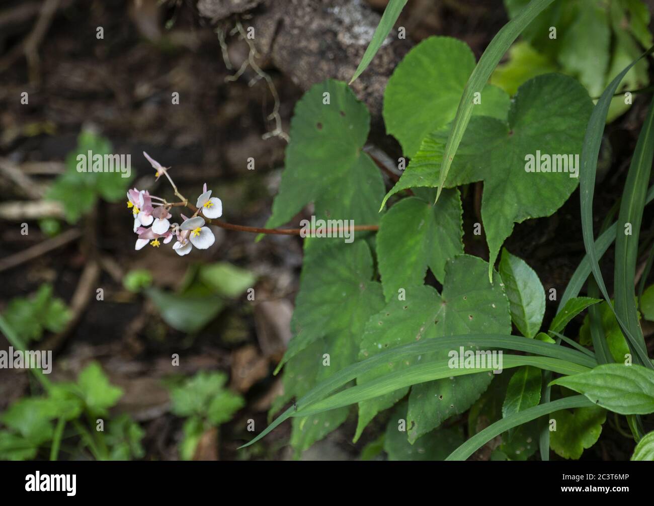 Begonia estrellensis, Begoniaceae, Monteverde Cloud Forest Reserve, Costa Rica, Centroamerica Stockfoto