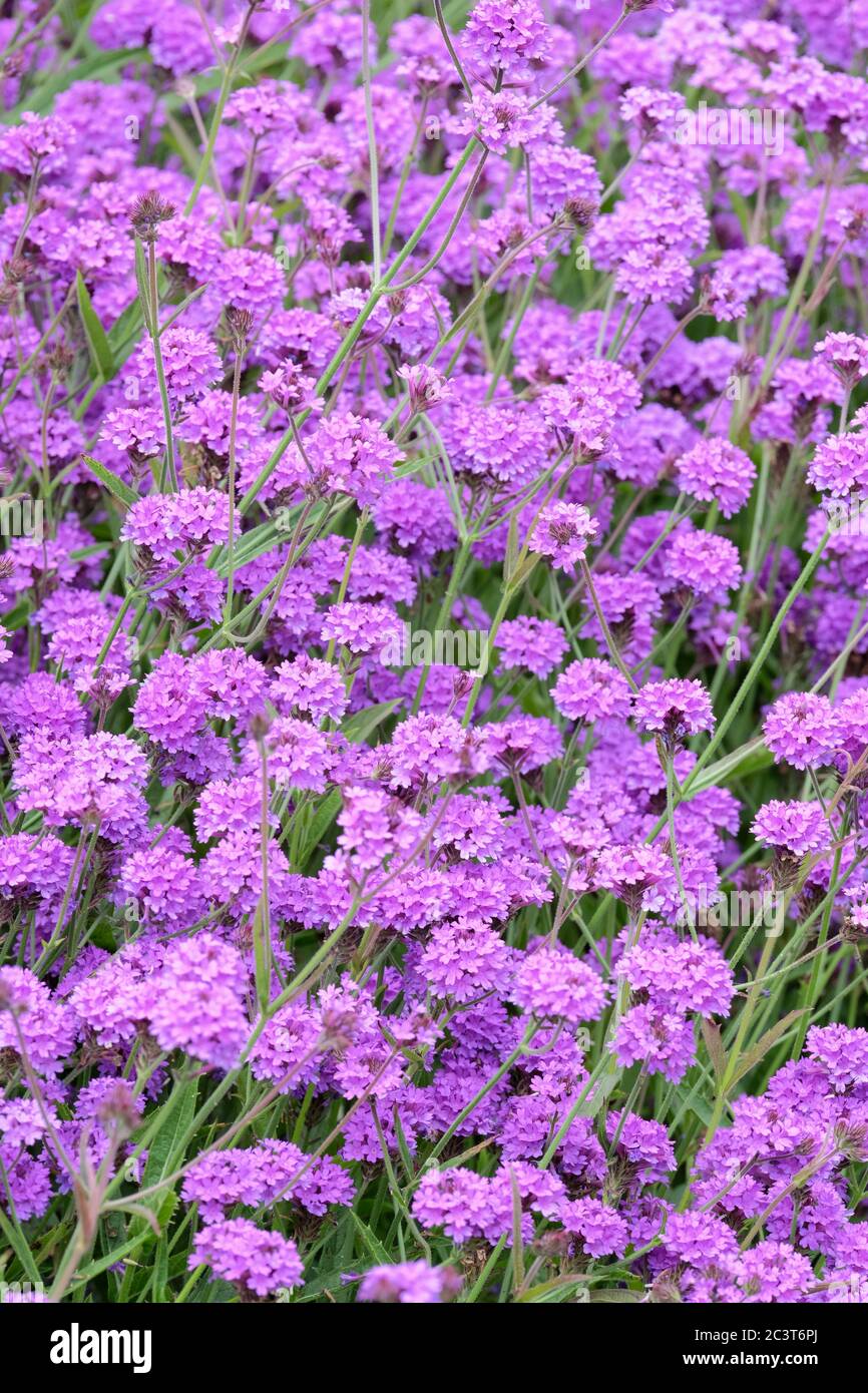 Blass-lila Blütenköpfe von primula denticulata, Drumstick primula, zahnblättrige Primelle Stockfoto