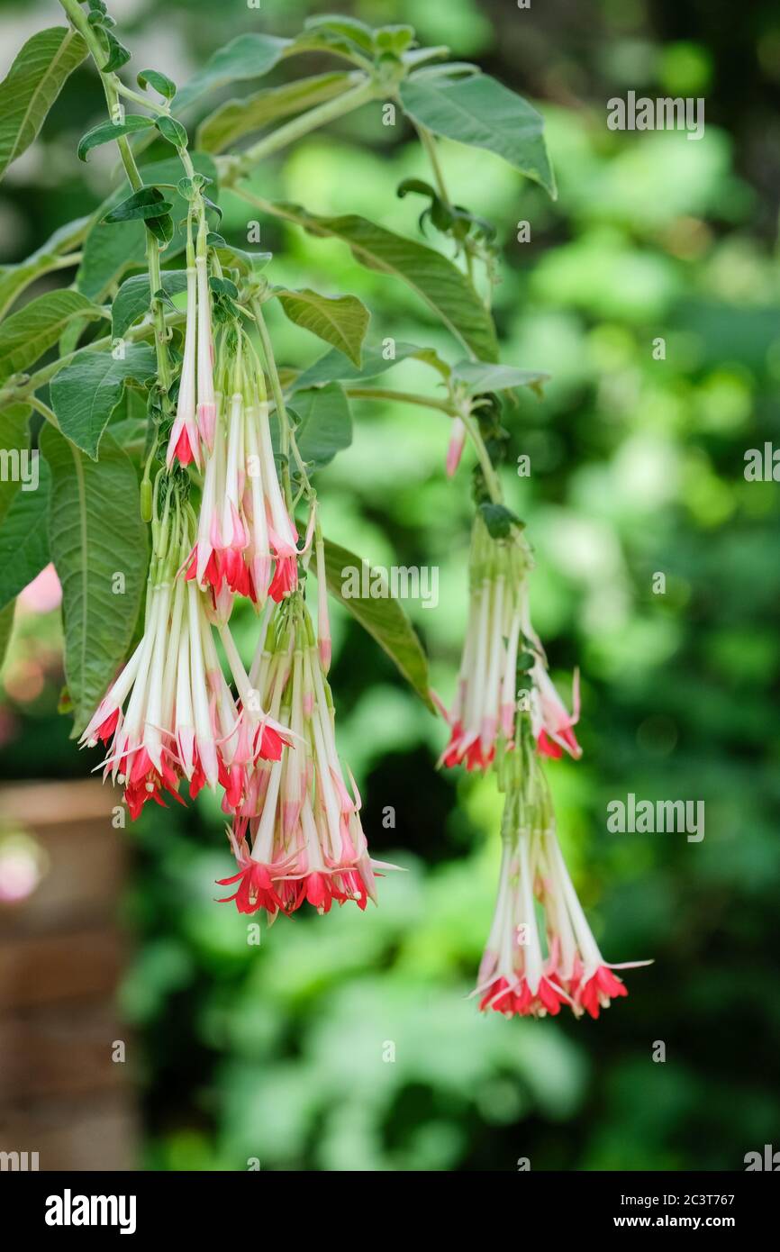 Anhänger rot-getippte Blumen von fuchsia Boliviana 'Alba'. 'Alba' Bolivianische Fuchsia Stockfoto