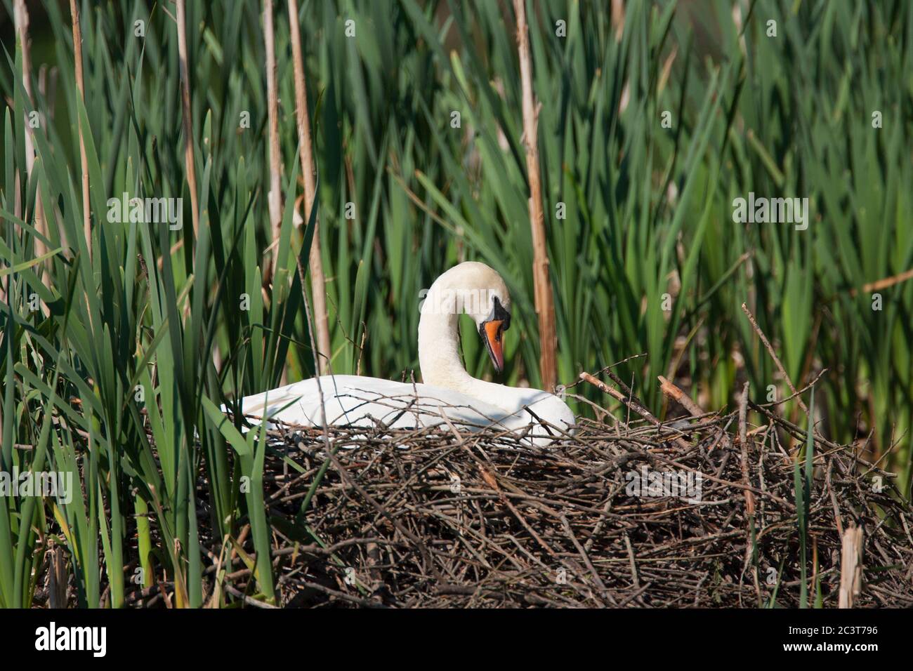 Stummer Schwan, Cygnus olor, alleinstehend auf Nest sitzend. Aufgenommen Im Mai. Lea Valley, Essex, Großbritannien. Stockfoto