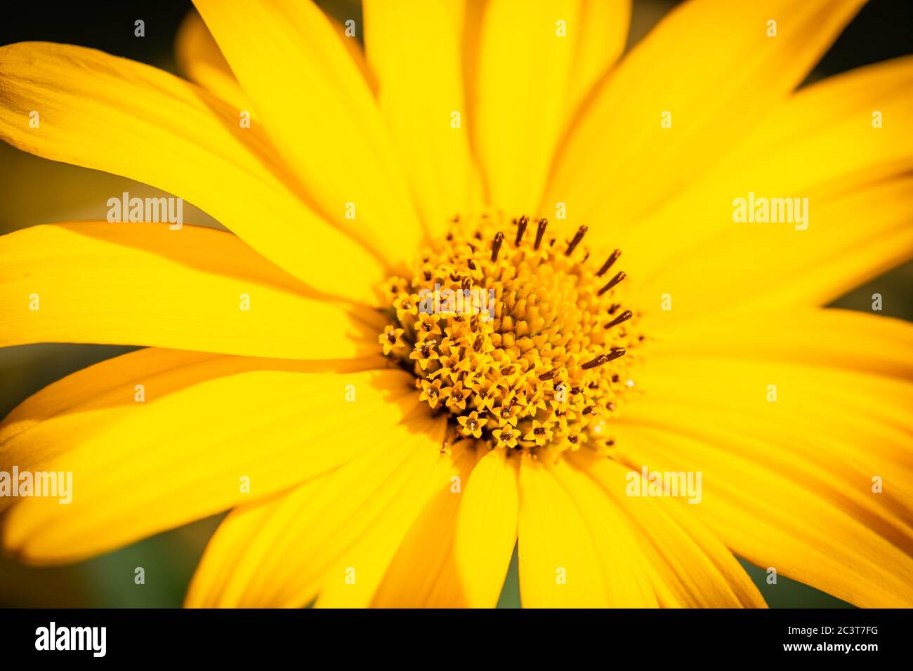 Makrofoto der gelben Sonnenblume Stockfoto