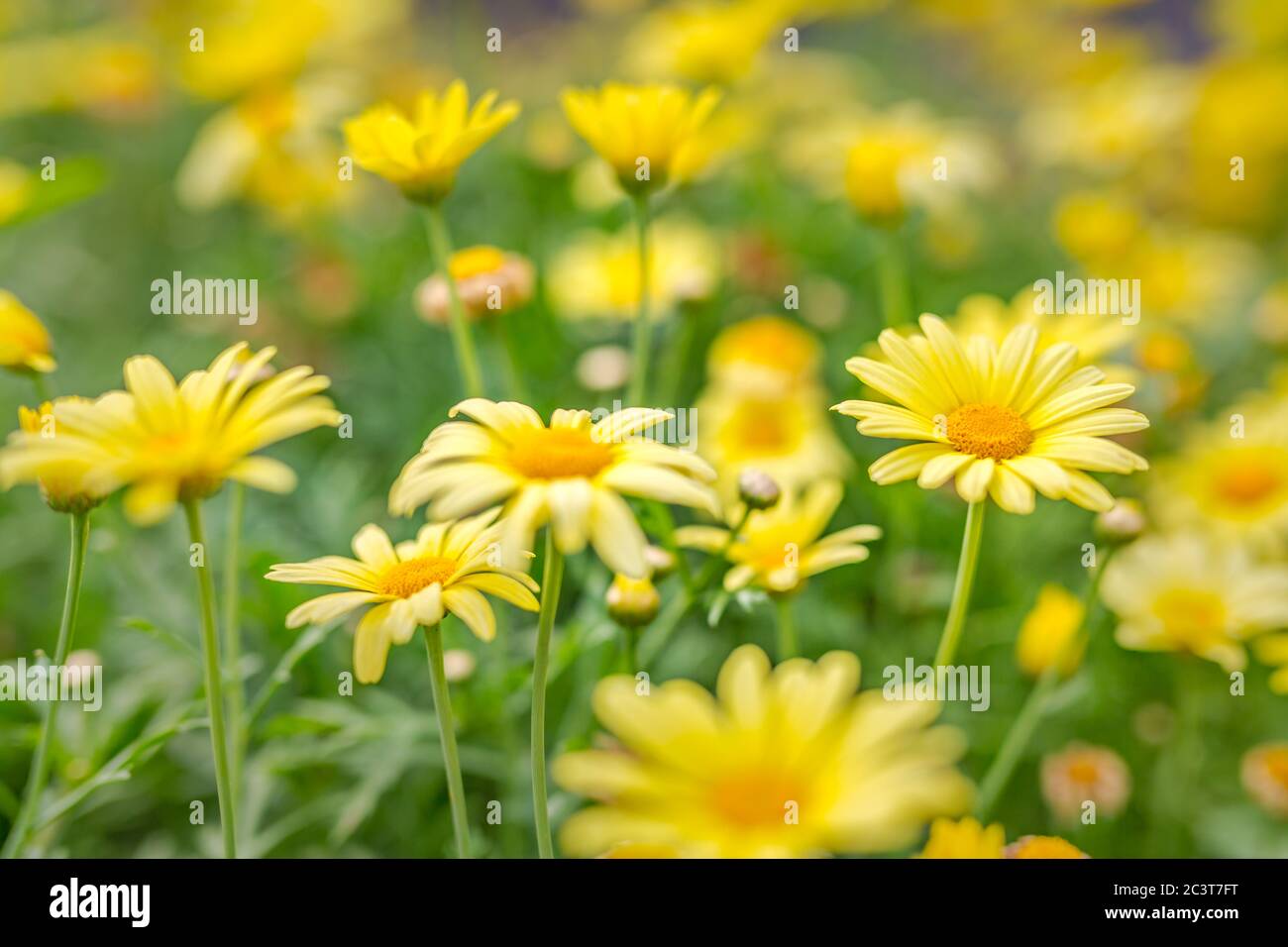 Weiche Nahaufnahme von gelben Blüten, helle Sommerblumen im Frühling. Gelb orange Gartenblumen Stockfoto