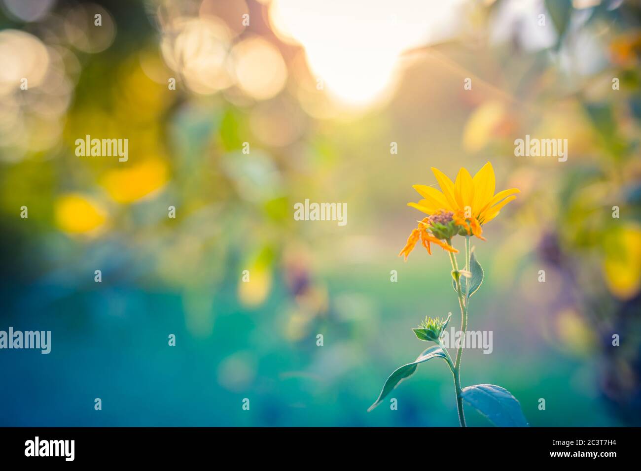 Orangenblüten im Gartenblumenbett. Vintage Natur im Freien Herbst Foto. Traumnature Nahaufnahme, verschwommene Sonnenuntergangswiese und Bäume Stockfoto