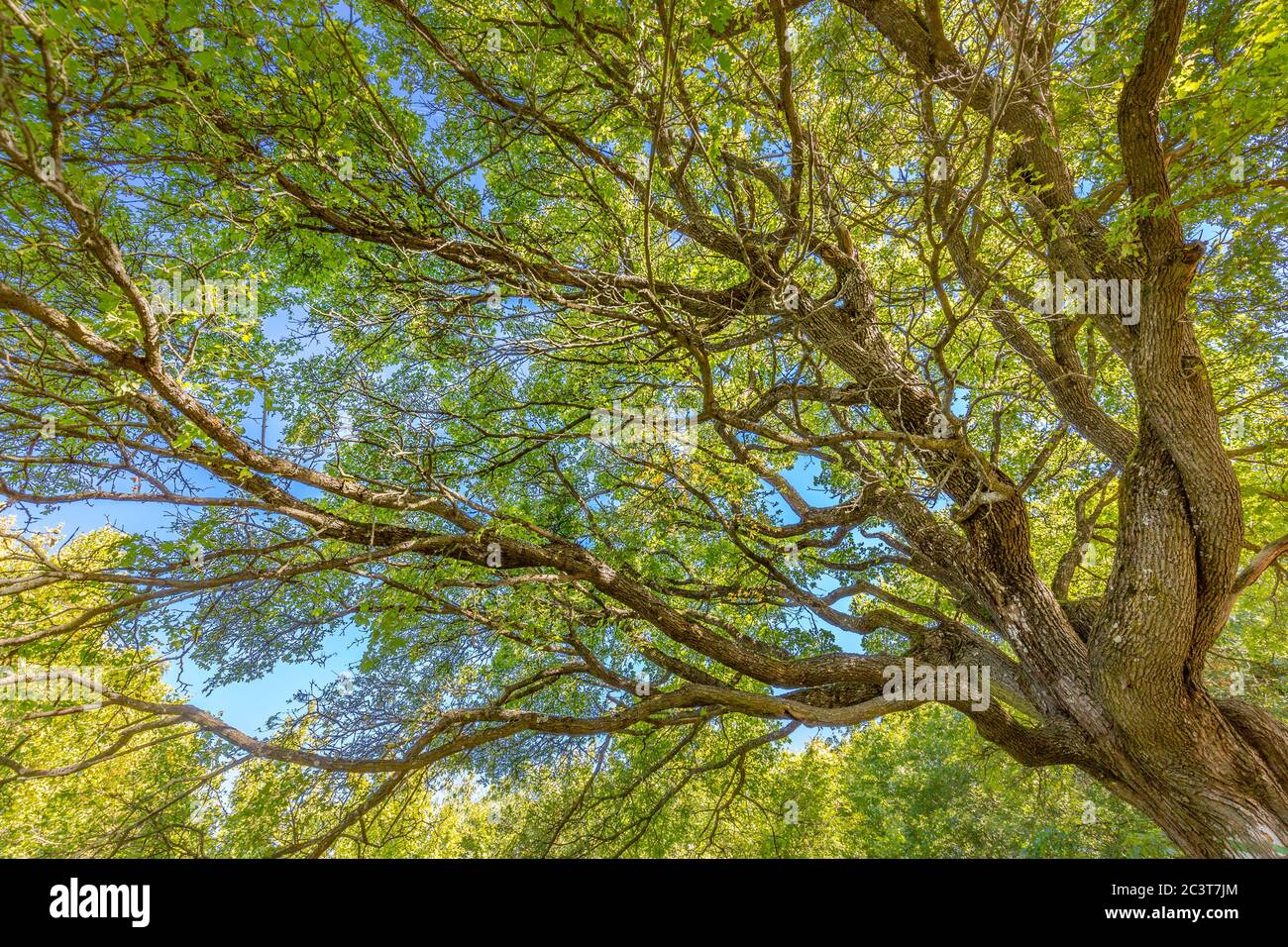 Die Sonne scheint durch eine majestätische grüne Eiche auf einer Wiese, mit klaren blauen Himmel im Hintergrund, Panoramaformat Stockfoto
