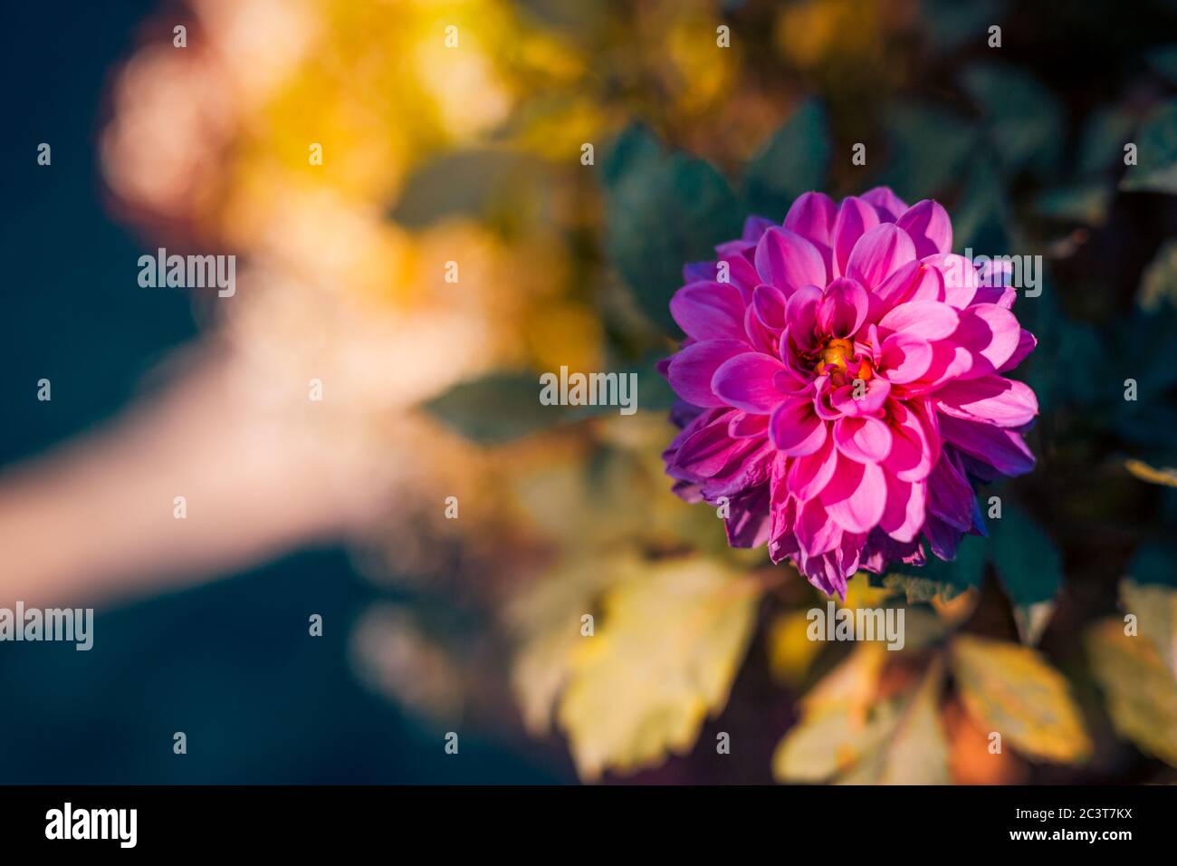 Rosa Dhalia Blume in verschwommenem Garten Hintergrund. Sanftes Licht bei Sonnenuntergang und verschwommene Natur Stockfoto